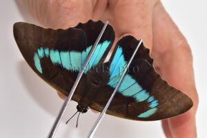 Prepona omphale A1 ♀