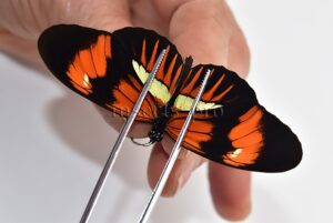 Heliconius melpomene amaryllis x aglaope A1 ♂ HYBRID* HUGE FORM