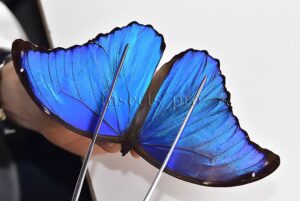 Morpho godartii tingomariensis A1 ♂ BLUE MORPHO