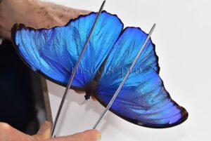 Morpho godartii tingomariensis A1 ♂ BLUE MORPHO