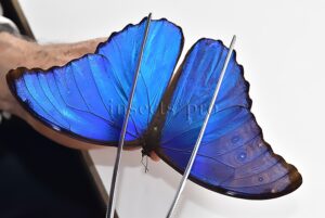Morpho godartii tingomariensis A1 ♂ BLUE MORPHO