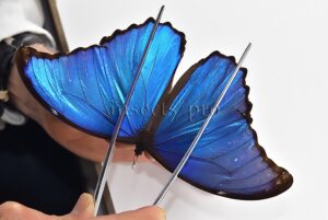 Morpho godartii tingomariensis A1 ♂ BLUE MORPHO