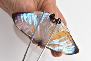Morpho sulkowskyi selenaris ♂ MOTHER-OF-PEARL