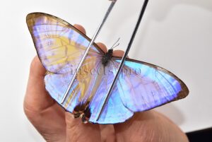 Morpho sulkowskyi selenaris A1 ♂ MOTHER-OF-PEARL
