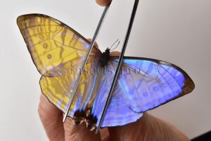 Morpho sulkowskyi selenaris A1 ♂ MOTHER-OF-PEARL
