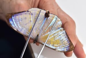 Morpho sulkowskyi selenaris A1 ♂ MOTHER-OF-PEARL