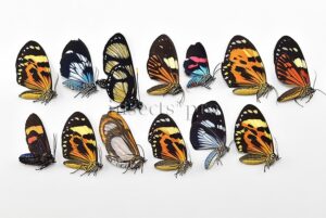 Arctiidae spp. A1  MIXED COLORFUL SPECIMENS SET of 13 sp.