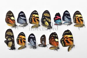 Arctiidae spp. A1  MIXED COLORFUL SPECIMENS SET of 13 sp.