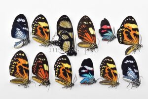 Arctiidae spp. A1  MIXED COLORFUL SPECIMENS SET of 12 sp.
