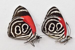 Diaethria sp. A1 ♂ ABERRATION* MELANIC ABERRANTS SET of 2 sp.