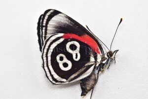 Diaethria sp. ♂ ABERRATION* RARE & AWESOME