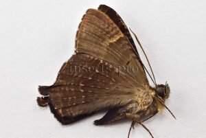 Homidiana sp. A1 ♂ SEMATURIDAE