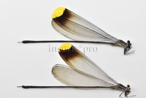 Microstigma rotundatum A1  GOLDEN HELICOPTER DAMSELFLY SET of 2 sp.