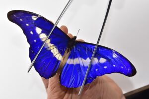 Morpho rhetenor helena ♂ GOOD PRICE
