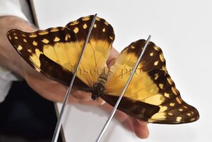 Morpho rhetenor helena A1 ♀