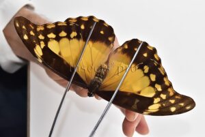 Morpho rhetenor helena A1 ♀ ALMOST PERFECT
