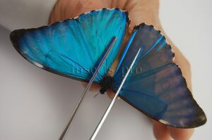 :::BULK SALE:::: Morpho aurora aureola A1/A1- ♂