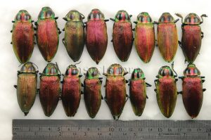 :::BULK SALE:::: Euchroma gigantea A1  JEWEL BEETLES