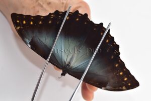 Morpho telemachus martini A1 ♂ BLUE