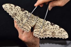 Thysania agrippina A1 ♂ LARGE SPECIMEN