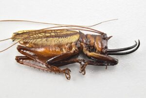 Dicranostomus nitidus A1 ♂ RARE