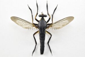 Asilidae spp. ♂ LARGE ROBBER FLY