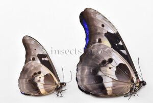 Morpho rhetenor helena A1 ♂ MIDGET SPECIAL SIZE