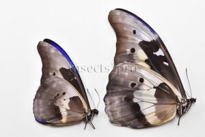 Morpho rhetenor helena A1 ♂ MIDGET SPECIAL SIZE