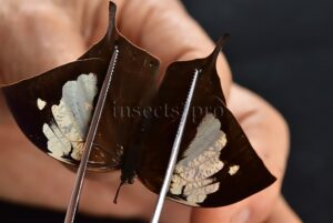 :::BULK SALE:::: Anaea nessus A1 ♀