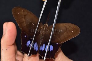 Antirrhea philaretes avernus A1 ♂