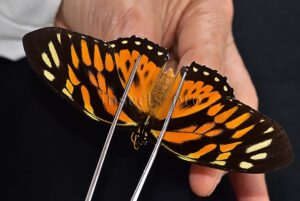 Pterourus zagreus chrysoxanthus A1 ♀