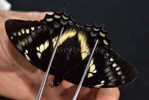 Pterourus cacicus inca A1 ♂