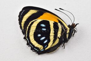 Callicore aegina A1 ♂ ABERRATION*