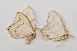 Therinia sp.  SET of 2 sp.