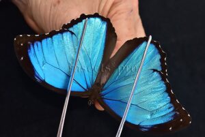 Morpho menelaus occidentalis A1 ♂