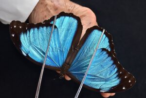 Morpho menelaus occidentalis A1 ♂
