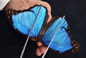 Morpho menelaus occidentalis ♂