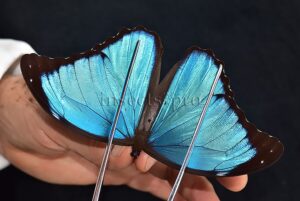 Morpho menelaus occidentalis ♂