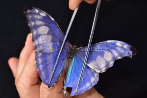 Morpho marcus intermedia ♂ ABERRATION*
