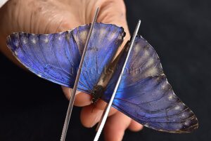 Morpho marcus intermedia ♂ ABERRATION*