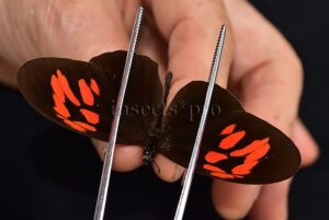 Heliconius erato hydara f. callycopis A1 ♂