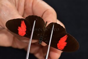 Heliconius melpomene melpomene A1 ♂