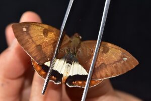 Athis palatinus ferruginosa ♂ CASTNIIDAE