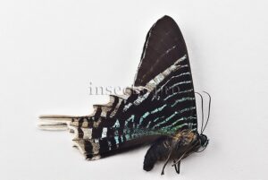 Urania leilus A1 ♂ ABERRATION*