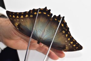 Morpho amphitryon cinereus A1 ♂