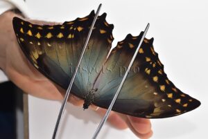Morpho amphitryon cinereus A1 ♂