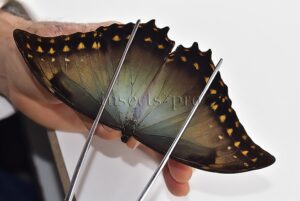 Morpho amphitryon cinereus A1 ♂