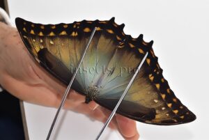 Morpho amphitryon cinereus A1 ♂