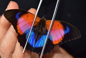 Agrias claudina lugens x Prepona sp. ♂