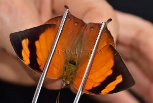 Anaea ryphea ryphea A1 ♀
